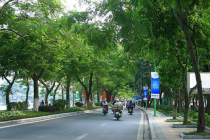 Hà Nội đặt mục tiêu trồng mới 250.000 cây bóng mát trên các tuyến đường giao thông
