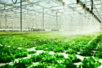 Phát triển ngành trồng trọt theo nông nghiệp ứng dụng công nghệ cao, thân thiện với môi trường