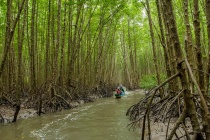 Jisoo (BlackPink) quyên góp tiền từ kênh Youtube cho dự án rừng ngập mặn tại Việt Nam
