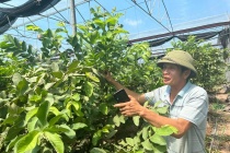 Phú Thọ: Lão nông thành công nhờ “chuyển đổi số” nông nghiệp