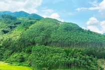 Thiếu hụt chính sách đang cản trở lộ trình phát triển thị trường tín chỉ carbon rừng