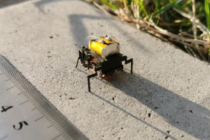 Trung Quốc phát triển robot côn trùng siêu nhỏ