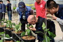 Cú hích cho nông nghiệp công nghệ cao ở Mộc Châu