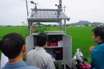 Cảnh báo sâu bệnh hại lúa bằng trí tuệ nhân tạo