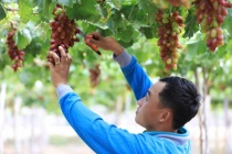 Ninh Thuận có hơn 825ha sản xuất nông nghiệp công nghệ cao