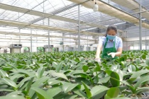 Hà Nội sẽ có Trung tâm nông nghiệp ứng dụng công nghệ cao