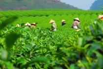 Thúc đẩy ứng dụng công nghệ cao, Thái Nguyên đặt mục tiêu tăng trưởng 3,5% cho ngành nông nghiệp