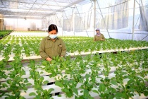 Luật Thủ đô 2024: 'Chìa khóa vàng' mở ra kỷ nguyên mới cho nông nghiệp bền vững