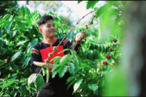 Nông nghiệp tư nhân – Từ kẻ theo sau thành người tiên phong chuyển đổi số