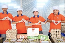 Trang trại nuôi gà đẻ trứng công nghệ cao tự động hóa toàn diện