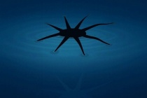 Phát triển robot mềm có thể di chuyển trên mặt nước