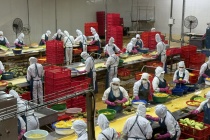 Khoa học nông nghiệp: Từ phòng thí nghiệm đến cánh đồng