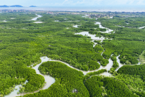 Việt Nam sẽ xây dựng cơ sở dữ liệu carbon xanh quốc gia, lộ trình giảm phát thải từ carbon xanh