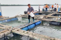 Quảng Ninh: Khoa học công nghệ tạo đột phá trong sản xuất xanh và giảm nghèo bền vững