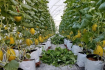 Hải Phòng: Chuyển mình với nông nghiệp số từ những nhà màng dưa lưới tiên phong