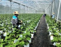 Quảng Bình: Thúc đẩy chuyển đổi số nông nghiệp