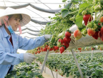 Xây dựng hệ thống truy xuất nguồn gốc bắt đầu từ nông dân
