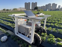 Robot hái dâu tích hợp AI: Bước tiến mới hướng tới thương mại hóa thu hoạch tự động