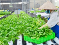 Liên kết '3 nhà': Nền tảng đột phá khoa học công nghệ trong nông nghiệp