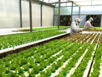 Bình Phước xây dựng nông thôn thông minh