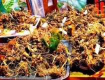 Đà Nẵng phát triển dược liệu theo hướng hiện đại, gắn với kinh tế tuần hoàn