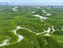 Việt Nam sẽ xây dựng cơ sở dữ liệu carbon xanh quốc gia, lộ trình giảm phát thải từ carbon xanh