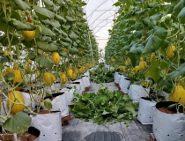 Hải Phòng: Chuyển mình với nông nghiệp số từ những nhà màng dưa lưới tiên phong