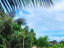 Nhiều nông dân thoát nghèo nhờ giải pháp nhân rộng mô hình canh tác lúa chất lượng cao, phát thải thấp