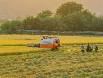 Đồng bằng sông Cửu Long đối diện thực tế đất nông nghiệp giảm và sinh kế thay đổi