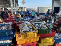 Hoàn thiện khuôn khổ pháp lý, tăng cường quản lý nhà nước, bảo vệ và phát triển bền vững nguồn lợi thủy sản