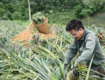 Nâng tầm nông sản Điện Biên: Từ thương hiệu địa phương đến tấm 'giấy thông hành' pháp lý