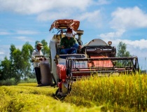 Tăng cường triển khai các giải pháp thúc đẩy sản xuất, xuất khẩu gạo trong tình hình mới