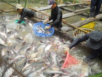 Ứng dụng công nghệ cao và cách mạng AI trong nuôi trồng thủy sản