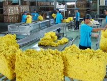 Xuất khẩu cao su 6 tháng đầu năm giảm cả lượng và giá trị