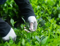 Câu chuyện đằng sau những đôi bàn tay nhào nặn nên vị trà