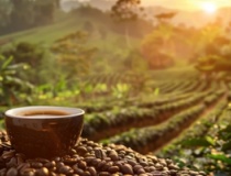 Xuất khẩu cà phê: Nâng giá trị gia tăng để giữ lợi thế cạnh tranh