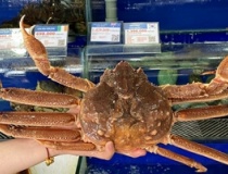 Mỹ là nguồn cung nông sản lớn Top 2 cho Việt Nam, tôm hùm và cua tuyết ngày càng hút khách
