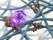 Đột phá chống lão hóa: Enzyme mới có thể loại bỏ hợp chất AGE – 