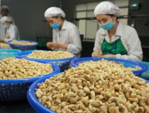 Trung Quốc, Mỹ chiếm gần một nửa kim ngạch xuất khẩu hạt điều của Việt Nam