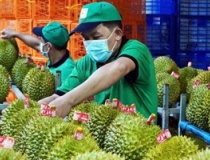 Thị trường 1,4 tỷ dân mở cửa, xuất khẩu sầu riêng vượt 1 tỷ USD nhưng giá vẫn lao dốc