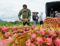 Siết chặt mã số vùng trồng: Bước đi cần thiết để giữ vững uy tín nông sản Việt