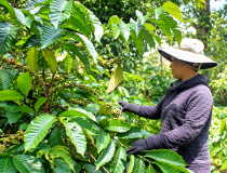 Đắk Lắk: Đưa kỹ thuật VietGAP vào 69 ha cà phê của đồng bào dân tộc thiểu số