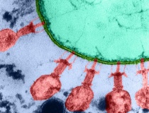 Startup Mỹ tuyên bố dùng AI thiết kế virus để điều trị bệnh