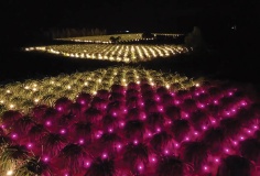 Ứng dụng đèn LED trong chiếu sáng nông nghiệp