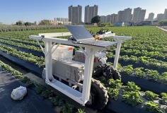 Robot hái dâu tích hợp AI: Bước tiến mới hướng tới thương mại hóa thu hoạch tự động