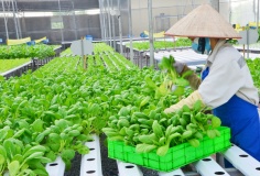 Liên kết '3 nhà': Nền tảng đột phá khoa học công nghệ trong nông nghiệp