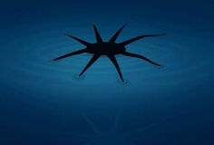 Phát triển robot mềm có thể di chuyển trên mặt nước