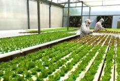 Bình Phước xây dựng nông thôn thông minh