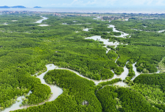 Việt Nam sẽ xây dựng cơ sở dữ liệu carbon xanh quốc gia, lộ trình giảm phát thải từ carbon xanh