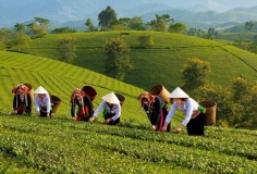 Phú Thọ: Ứng dụng khoa học công nghệ và chuyển đổi số để xây dựng nông thôn mới